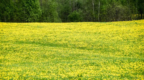 Paysage estival à fleurs jaunes Champ et nuages — Photo