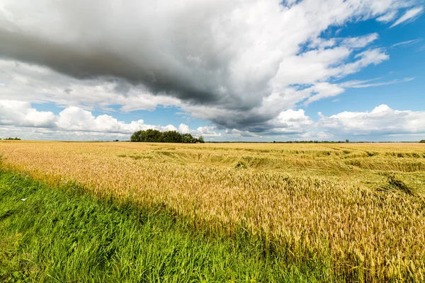 Paysage estival avec champ de blé et nuages — Photo