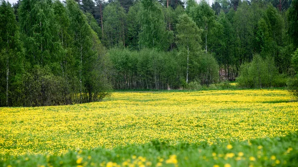 Летний пейзаж с желтым цветочным полем и облаками — стоковое фото