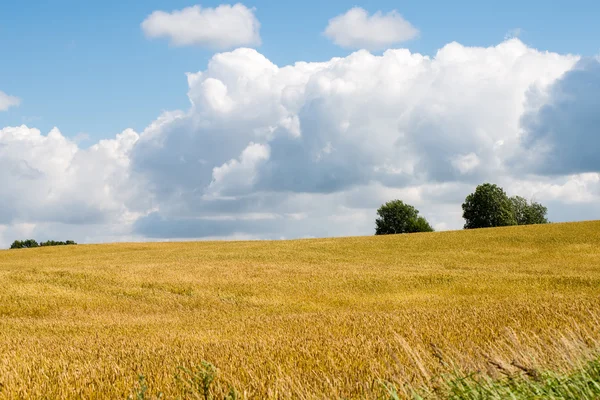 Летний пейзаж с пшеничным полем и облаками — стоковое фото