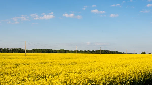 Paisaje de verano con campo de colza y nubes —  Fotos de Stock