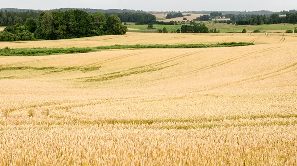 Summer Landscape with Wheat Field and Clouds — Stock Photo, Image