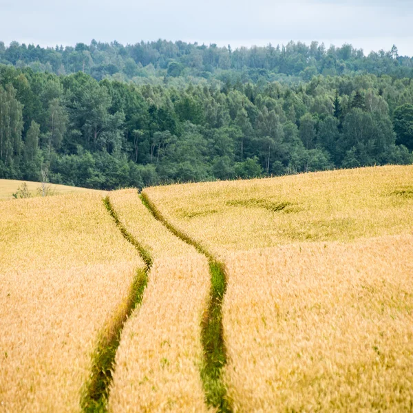 Letni krajobraz z polem pszenicy i chmurami — Zdjęcie stockowe