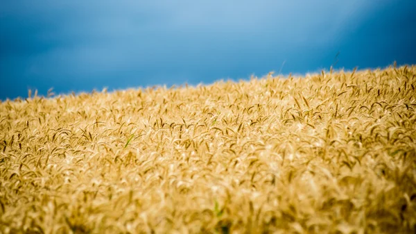 Summer Landscape with Wheat Field and Clouds — Stock Photo, Image