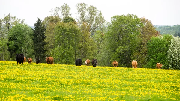 Summer Landscape with yellow flower  Field and Clouds — Stock Photo, Image