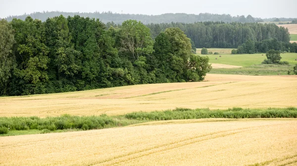 Letni krajobraz z polem pszenicy i chmurami — Zdjęcie stockowe