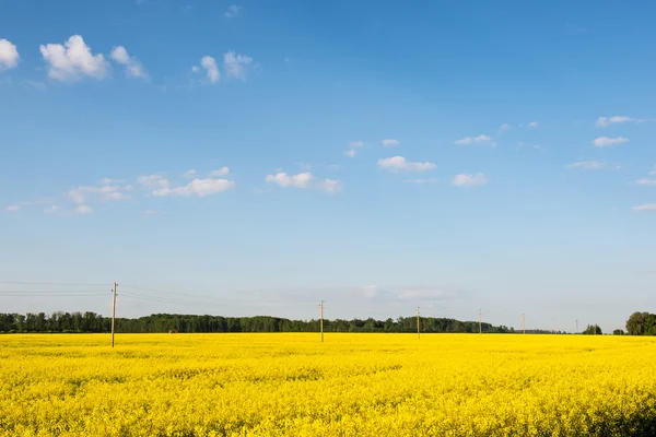 Paisagem de verão com campo de colza e nuvens — Fotografia de Stock