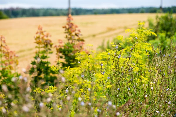 麦畑と雲と夏の風景 — ストック写真