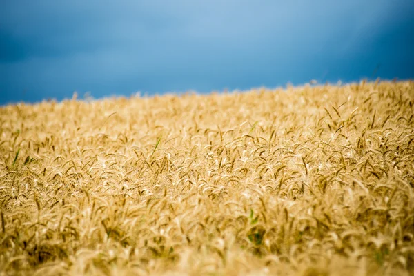 Summer Landscape with Wheat Field and Clouds — Stock Photo, Image