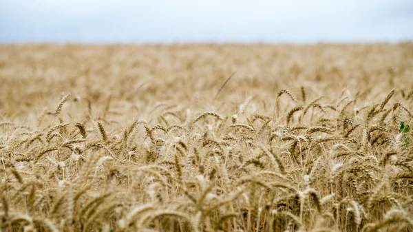 Paesaggio estivo con campo di grano e nuvole — Foto Stock