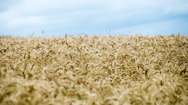 Letni krajobraz z polem pszenicy i chmurami — Zdjęcie stockowe