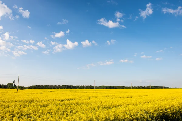 Paisaje de verano con campo de colza y nubes —  Fotos de Stock