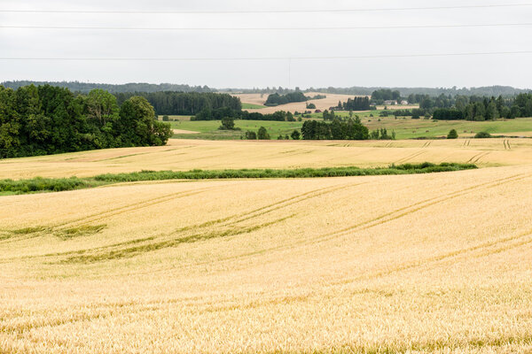 Summer Landscape with Wheat Field and Clouds
