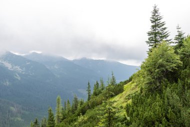 bulutlar ve sis kaplı yeşil dağ manzarası