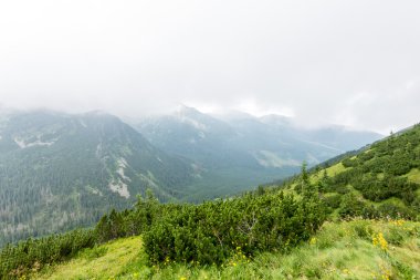 bulutlar ve sis kaplı yeşil dağ manzarası