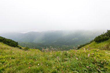 bulutlar ve sis kaplı yeşil dağ manzarası