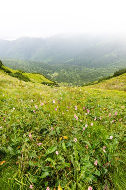 bulutlar ve sis kaplı yeşil dağ manzarası