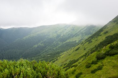 bulutlar ve sis kaplı yeşil dağ manzarası