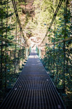 Ormandaki eski köprü