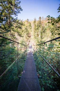 Ormandaki eski köprü