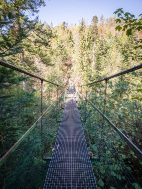 Ormandaki eski köprü