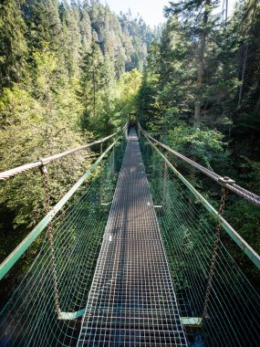 Ormandaki eski köprü