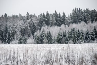 snowy orman manzarasına. uzak ufuk