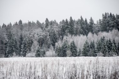 snowy orman manzarasına. uzak ufuk