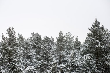 snowy orman manzarasına. uzak ufuk