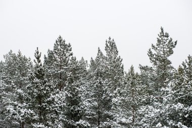 snowy orman manzarasına. uzak ufuk