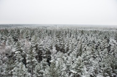 snowy orman manzarasına. uzak ufuk