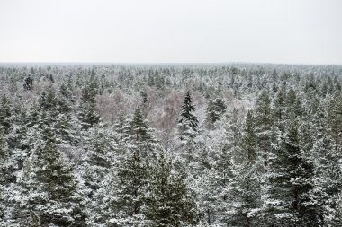 snowy orman manzarasına. uzak ufuk