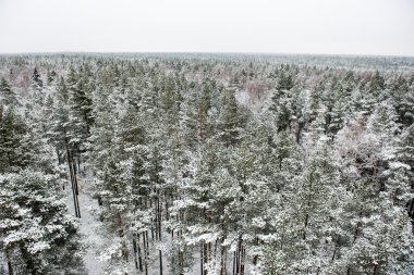 snowy orman manzarasına. uzak ufuk