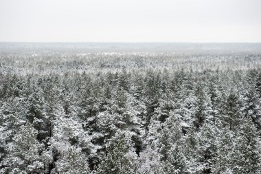 snowy orman manzarasına. uzak ufuk
