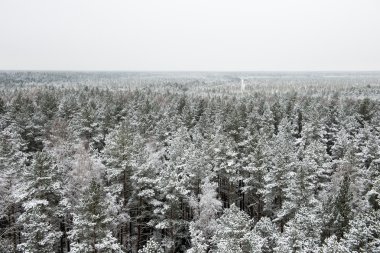 snowy orman manzarasına. uzak ufuk