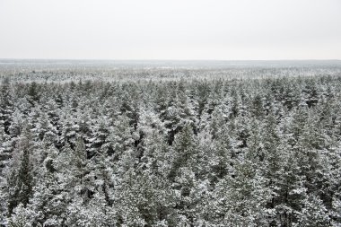 snowy orman manzarasına. uzak ufuk