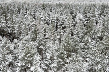 snowy orman manzarasına. uzak ufuk