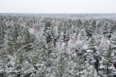 snowy orman manzarasına. uzak ufuk