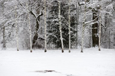 snowy orman manzarasına. uzak ufuk