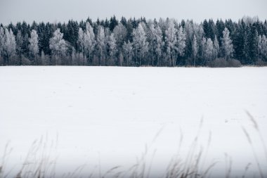 snowy orman manzarasına. uzak ufuk