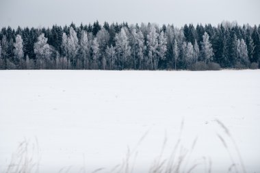 snowy orman manzarasına. uzak ufuk