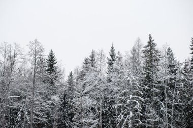 snowy orman manzarasına. uzak ufuk