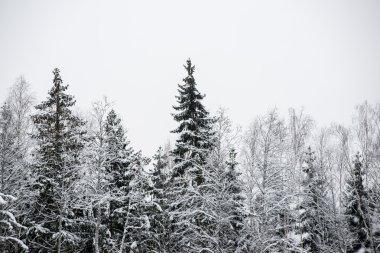snowy orman manzarasına. uzak ufuk