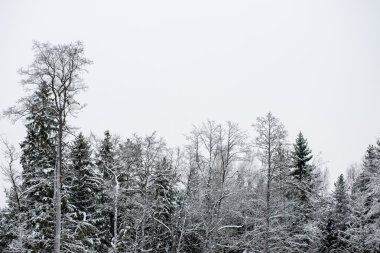 snowy orman manzarasına. uzak ufuk