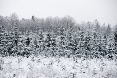 snowy orman manzarasına. uzak ufuk