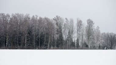 snowy orman manzarasına. uzak ufuk