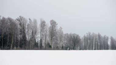 snowy orman manzarasına. uzak ufuk