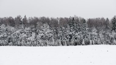 snowy orman manzarasına. uzak ufuk