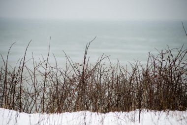 snowy orman manzarasına. uzak ufuk