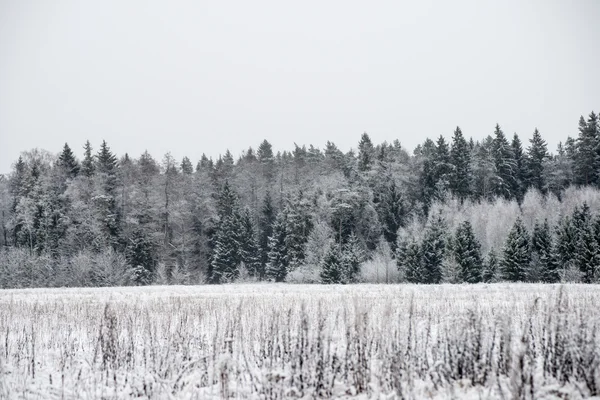 白雪皑皑的森林全景。远地平线 — 图库照片